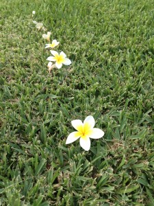 写真 2014-05-15 17 46 35